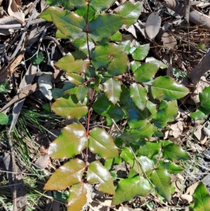 Berberis aquifolium at Pearce, ACT - 23 Jul 2024 01:10 PM