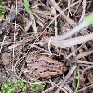 Crinia sp. (genus) at Whitlam, ACT - 23 Jul 2024