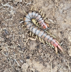 Cormocephalus aurantiipes (Orange-legged Centipede) at Whitlam, ACT - 22 Jul 2024 by Jiggy