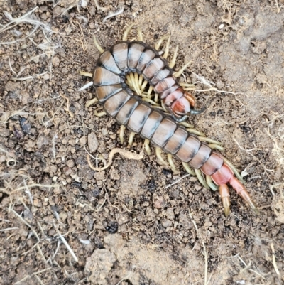 Cormocephalus aurantiipes (Orange-legged Centipede) at Whitlam, ACT - 22 Jul 2024 by Jiggy