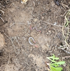 Cormocephalus aurantiipes at Whitlam, ACT - 23 Jul 2024