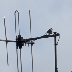 Passer domesticus (House Sparrow) at Lawson, ACT - 23 Jul 2024 by mroseby