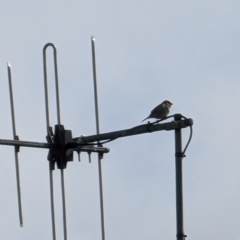 Passer domesticus at Lawson, ACT - 23 Jul 2024