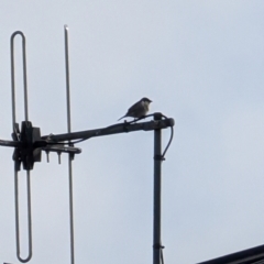 Passer domesticus at Lawson, ACT - 23 Jul 2024