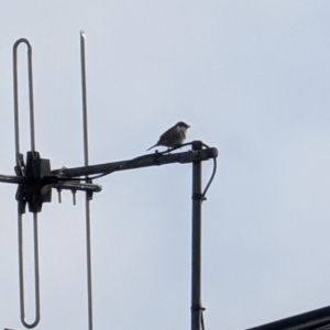 Passer domesticus at Lawson, ACT - 23 Jul 2024 12:31 PM