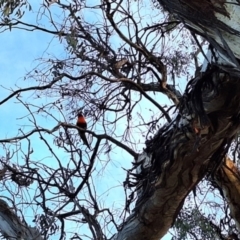 Trichoglossus moluccanus (Rainbow Lorikeet) at Hackett, ACT - 23 Jul 2024 by JenniM