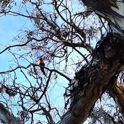 Trichoglossus moluccanus (Rainbow Lorikeet) at Hackett, ACT - 23 Jul 2024 by JenniM