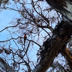 Trichoglossus moluccanus at Hackett, ACT - 23 Jul 2024