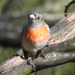 Petroica boodang (Scarlet Robin) at Berrima, NSW by GlossyGal