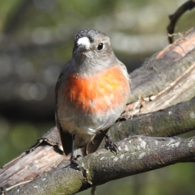 Petroica boodang (Scarlet Robin) at Berrima, NSW - 22 Jul 2024 by GlossyGal