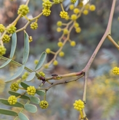 Acacia debilis at Wee Waa, NSW - 23 Jul 2024 by MattM