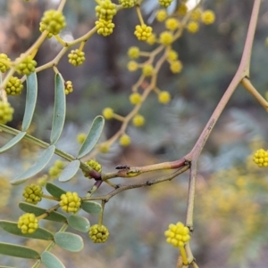 Acacia debilis at Wee Waa, NSW - suppressed