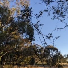 Acacia debilis at Wee Waa, NSW - suppressed