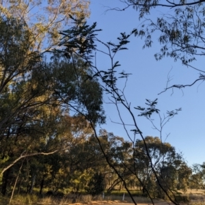 Acacia debilis at Wee Waa, NSW - 23 Jul 2024