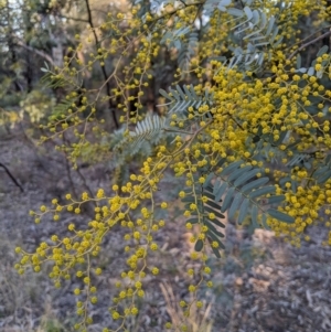 Acacia debilis at Wee Waa, NSW - suppressed