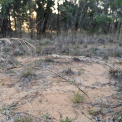 Eragrostis sp. at Wee Waa, NSW - 23 Jul 2024 by MattM