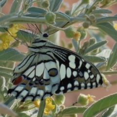 Papilio demoleus at Corfield, QLD - 23 Jul 2024 by lbradley