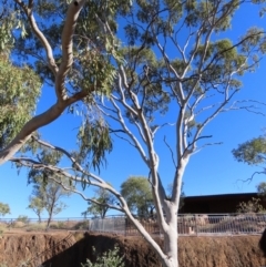 Corymbia aparrerinja (Ghost Gum) at Corfield, QLD - 23 Jul 2024 by lbradley