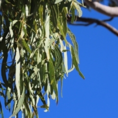 Corymbia aparrerinja at Corfield, QLD - 23 Jul 2024