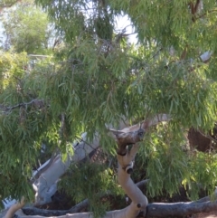 Corymbia aparrerinja at Corfield, QLD - 23 Jul 2024 03:45 PM