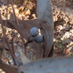 Corymbia aparrerinja at Corfield, QLD - 23 Jul 2024