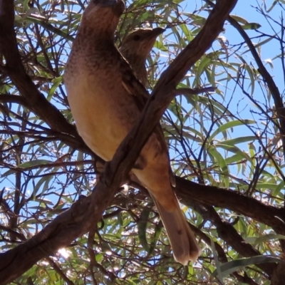 Chlamydera maculata (Spotted Bowerbird) at Corfield, QLD - 23 Jul 2024 by lbradley