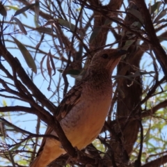 Chlamydera maculata at Corfield, QLD - 23 Jul 2024