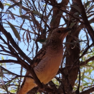 Chlamydera maculata at Corfield, QLD - 23 Jul 2024