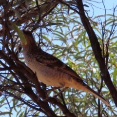 Chlamydera maculata at Corfield, QLD - 23 Jul 2024