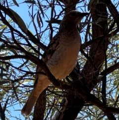 Chlamydera maculata at Corfield, QLD - 23 Jul 2024