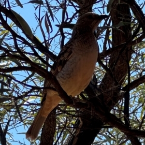 Chlamydera maculata at Corfield, QLD - 23 Jul 2024