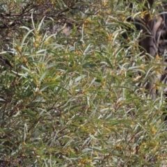 Acacia shirleyi (Lancewood) at Corfield, QLD - 23 Jul 2024 by lbradley