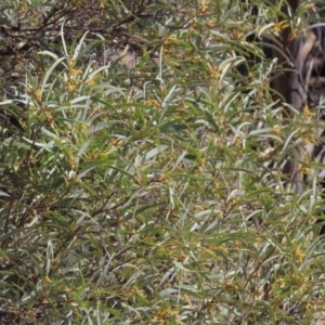 Acacia shirleyi at Corfield, QLD - 23 Jul 2024 12:40 PM