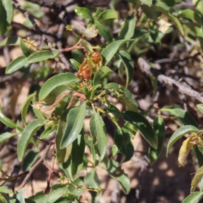 Dodonaea petiolaris at Corfield, QLD - 23 Jul 2024 by lbradley