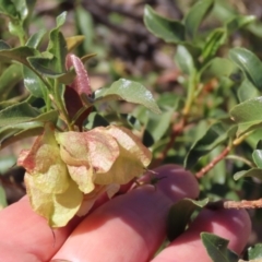 Dodonaea petiolaris at Corfield, QLD - 23 Jul 2024 12:46 PM