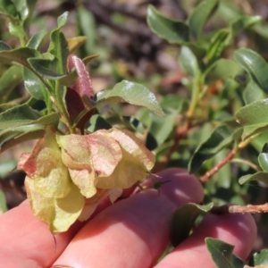 Dodonaea petiolaris at Corfield, QLD - 23 Jul 2024 12:46 PM