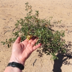 Dodonaea petiolaris at Corfield, QLD - 23 Jul 2024 12:46 PM