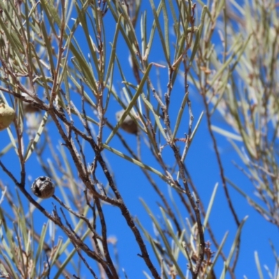 Hakea leucoptera at Corfield, QLD - 23 Jul 2024 by lbradley
