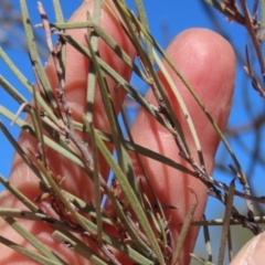 Acacia sp. at Corfield, QLD - 23 Jul 2024 12:48 PM