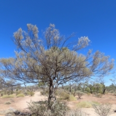 Acacia sp. at Corfield, QLD - 23 Jul 2024 12:48 PM