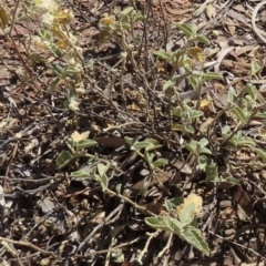 Hibiscus sturtii (Sturt's Hibiscus) at Corfield, QLD - 23 Jul 2024 by lbradley