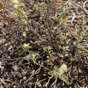 Hibiscus sturtii at Corfield, QLD - 23 Jul 2024