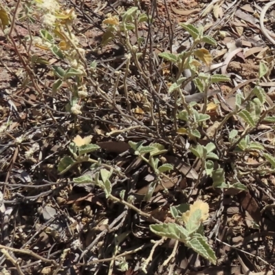 Hibiscus sturtii (Sturt's Hibiscus) at Corfield, QLD - 23 Jul 2024 by lbradley