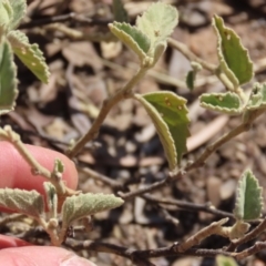 Hibiscus sturtii at Corfield, QLD - 23 Jul 2024 12:51 PM