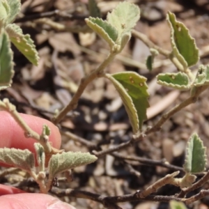 Hibiscus sturtii at Corfield, QLD - 23 Jul 2024 12:51 PM