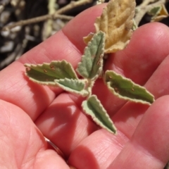 Hibiscus sturtii at Corfield, QLD - 23 Jul 2024 12:51 PM