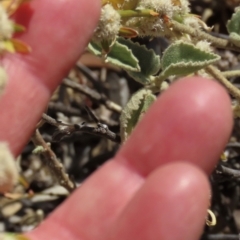 Hibiscus sturtii at Corfield, QLD - 23 Jul 2024 12:51 PM