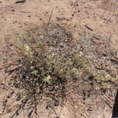 Hibiscus sturtii at Corfield, QLD - 23 Jul 2024