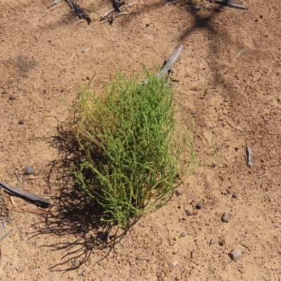 Dysphania rhadinostachya (Rat Tails) at Corfield, QLD - 23 Jul 2024 by lbradley