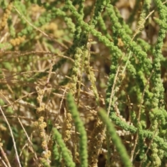 Dysphania rhadinostachya at Corfield, QLD - 23 Jul 2024